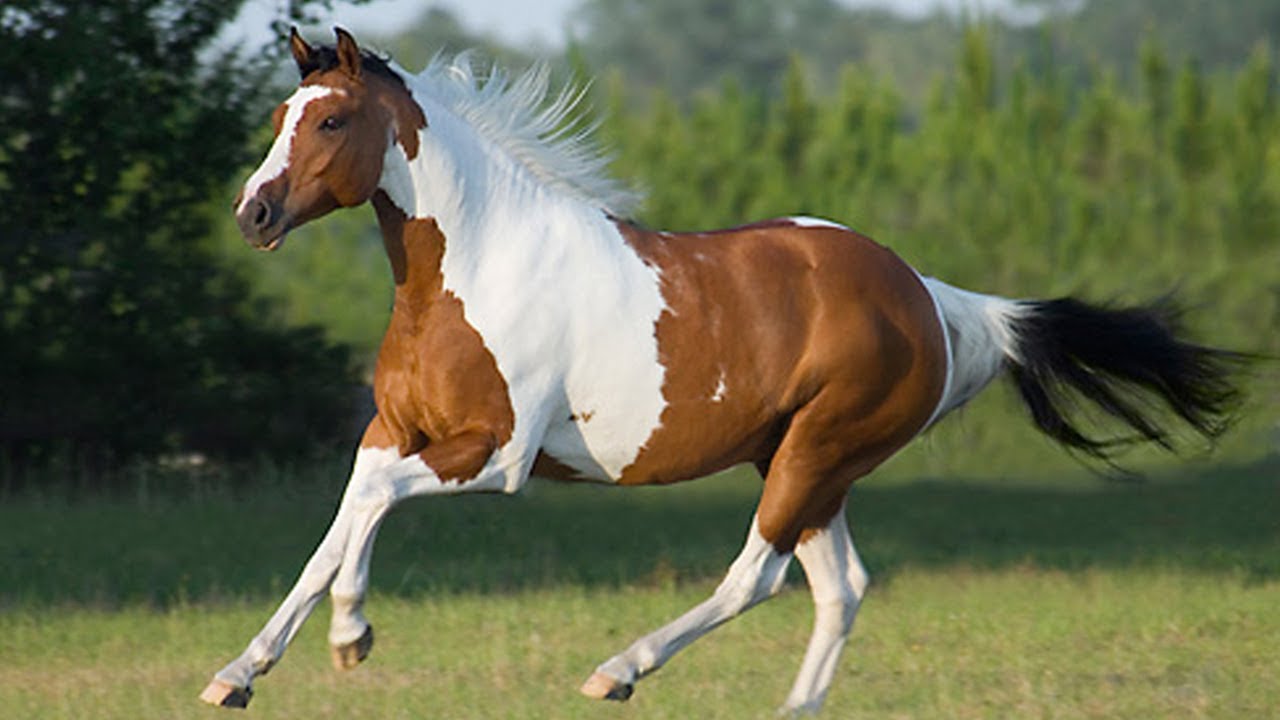 Image result for american paint horse