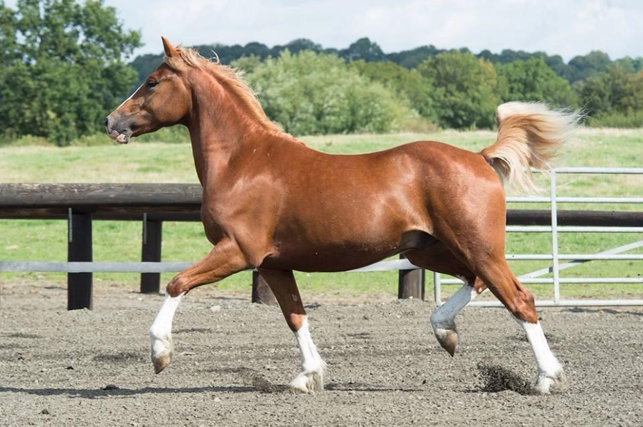 Image result for welsh pony horse