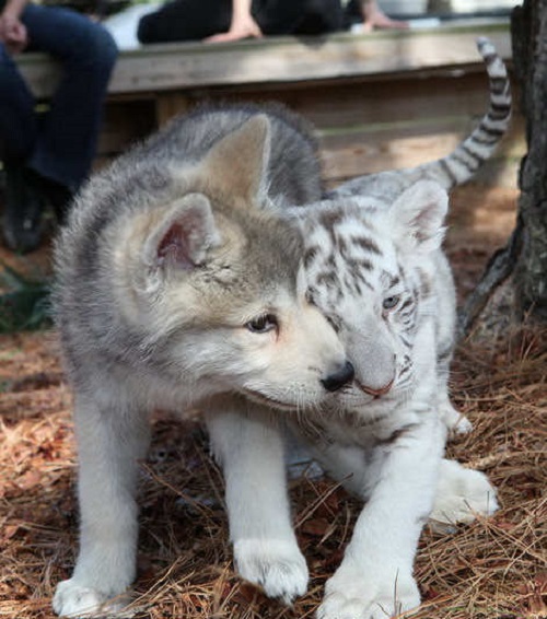 This Baby Wolf And Baby Tiger Became BFFs, Proving That Anything Is Possible!  - Page 2 of 39 - NewsD