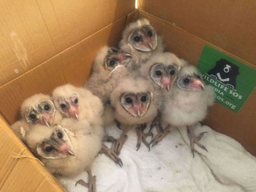 Rescued Barn owl fledglings 