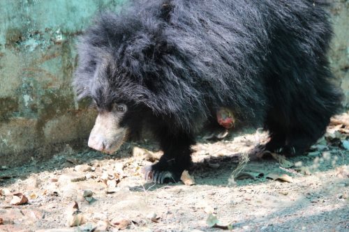 Bear cub rescued by wildlife sos (1)