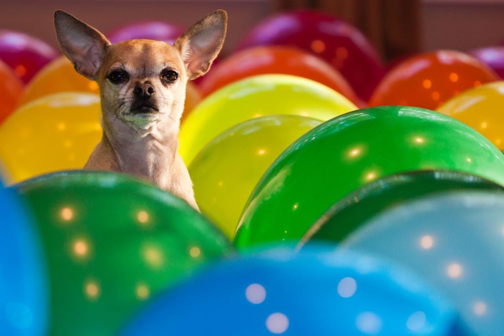 Chihuahua in balloons - chihuahua personality