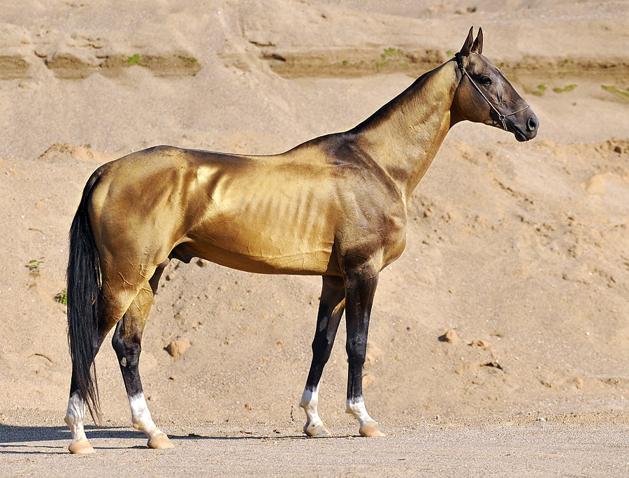 Image result for horse golden Akhal-Teke