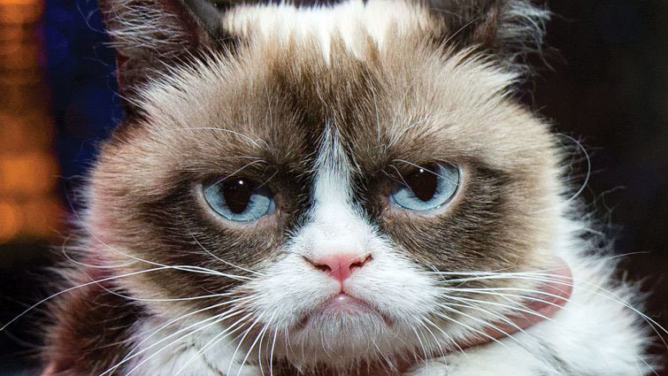 Image result for grumpy cat