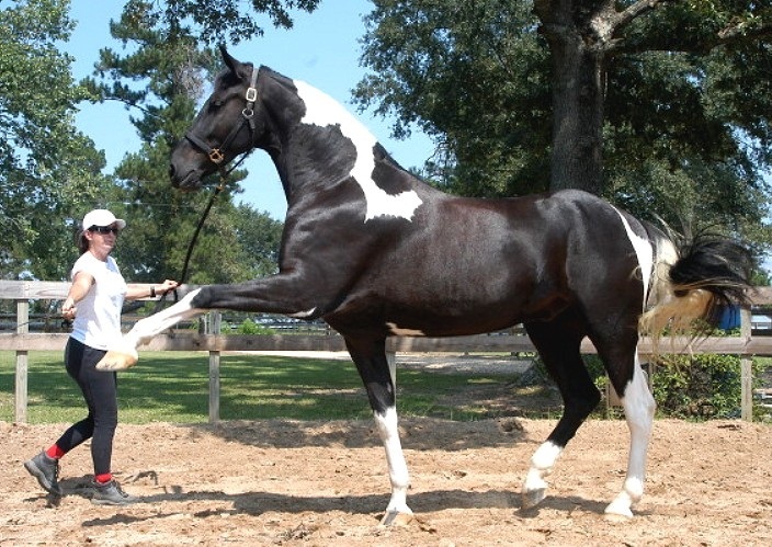 Image result for georgian grande horse
