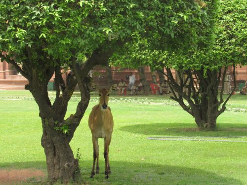 Nilgai resting under a tree near Parliament house