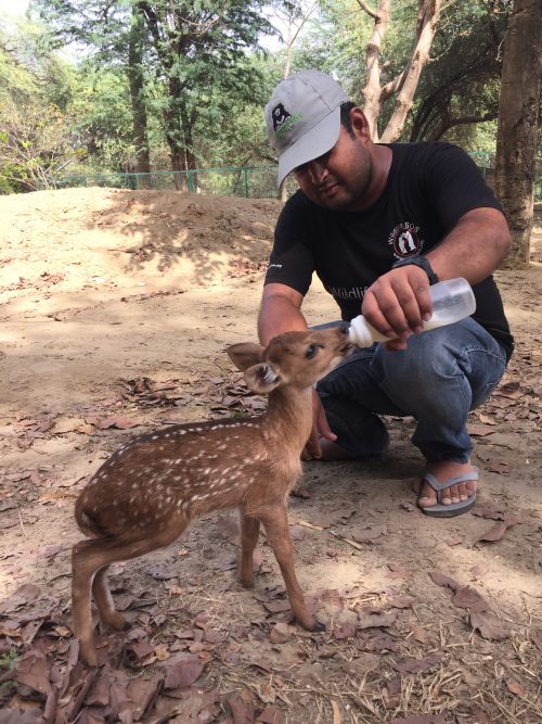 Hog Deer Fawn being cared for by Wildlife SOS staff