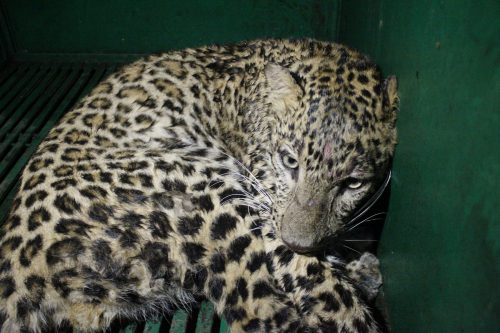 Leopard rescued from a house 