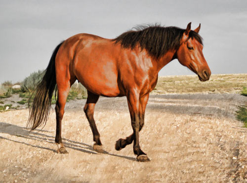 Image result for morab horse