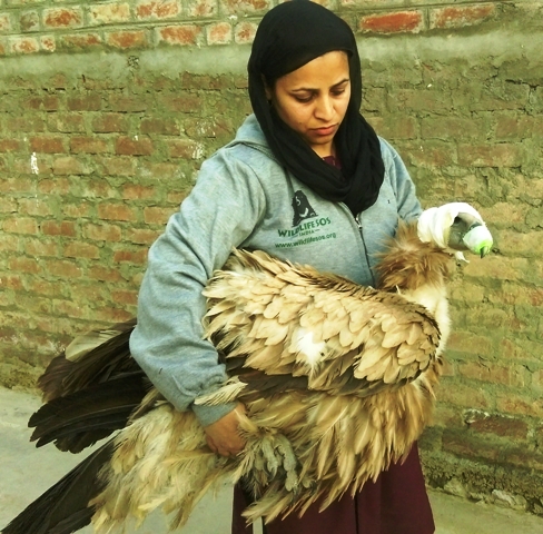 Himalayan Griffon vulture rescued from Dal Lake