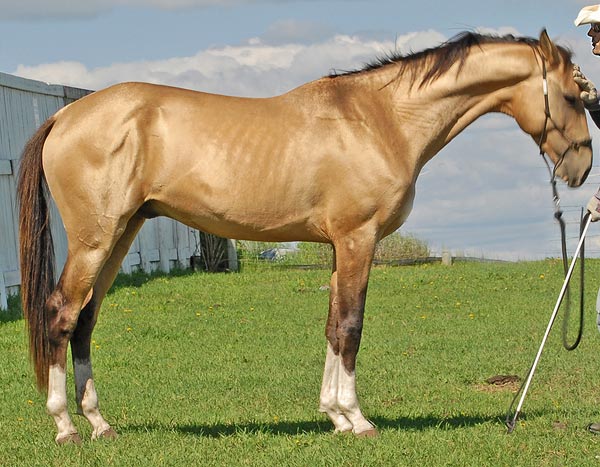 Image result for horse golden Akhal-Teke