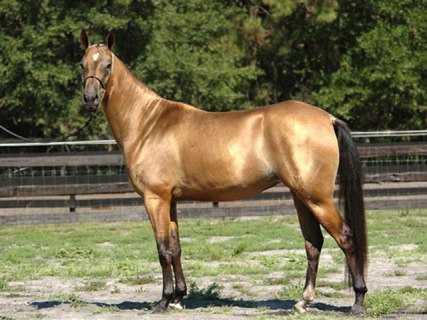 Image result for horse golden Akhal-Teke