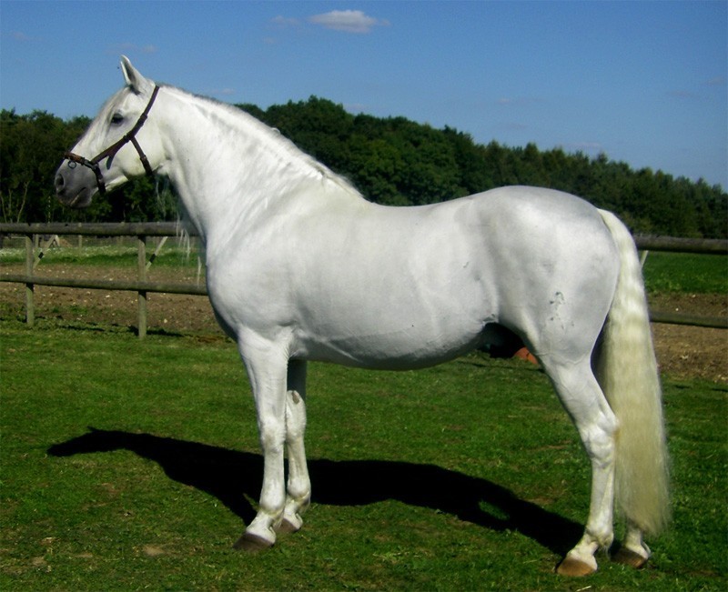 Image result for andalusian horse