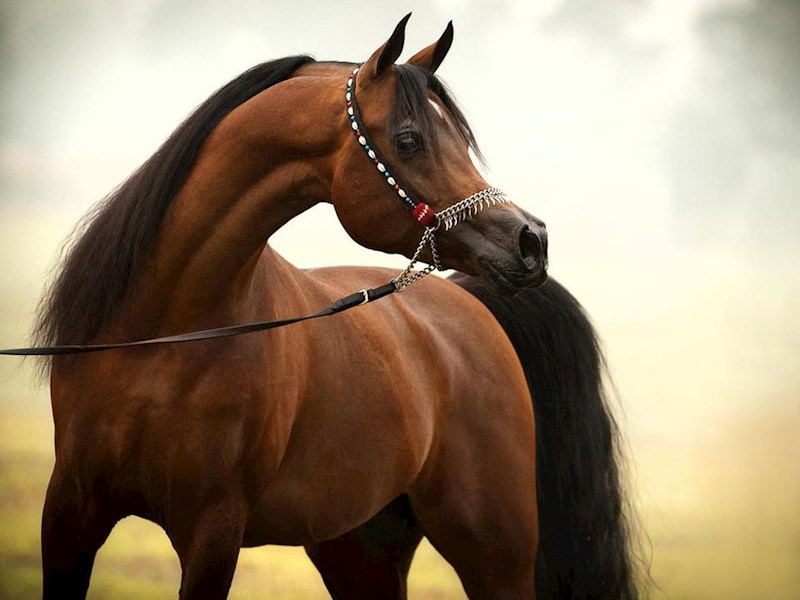 Image result for arabian horse