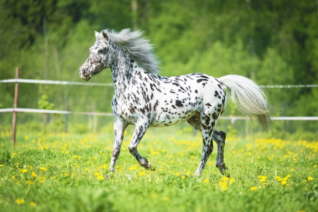 Image result for appaloosa horse