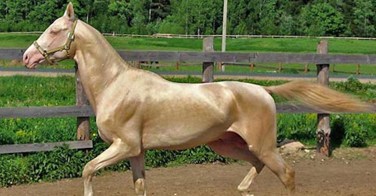 Image result for horse golden