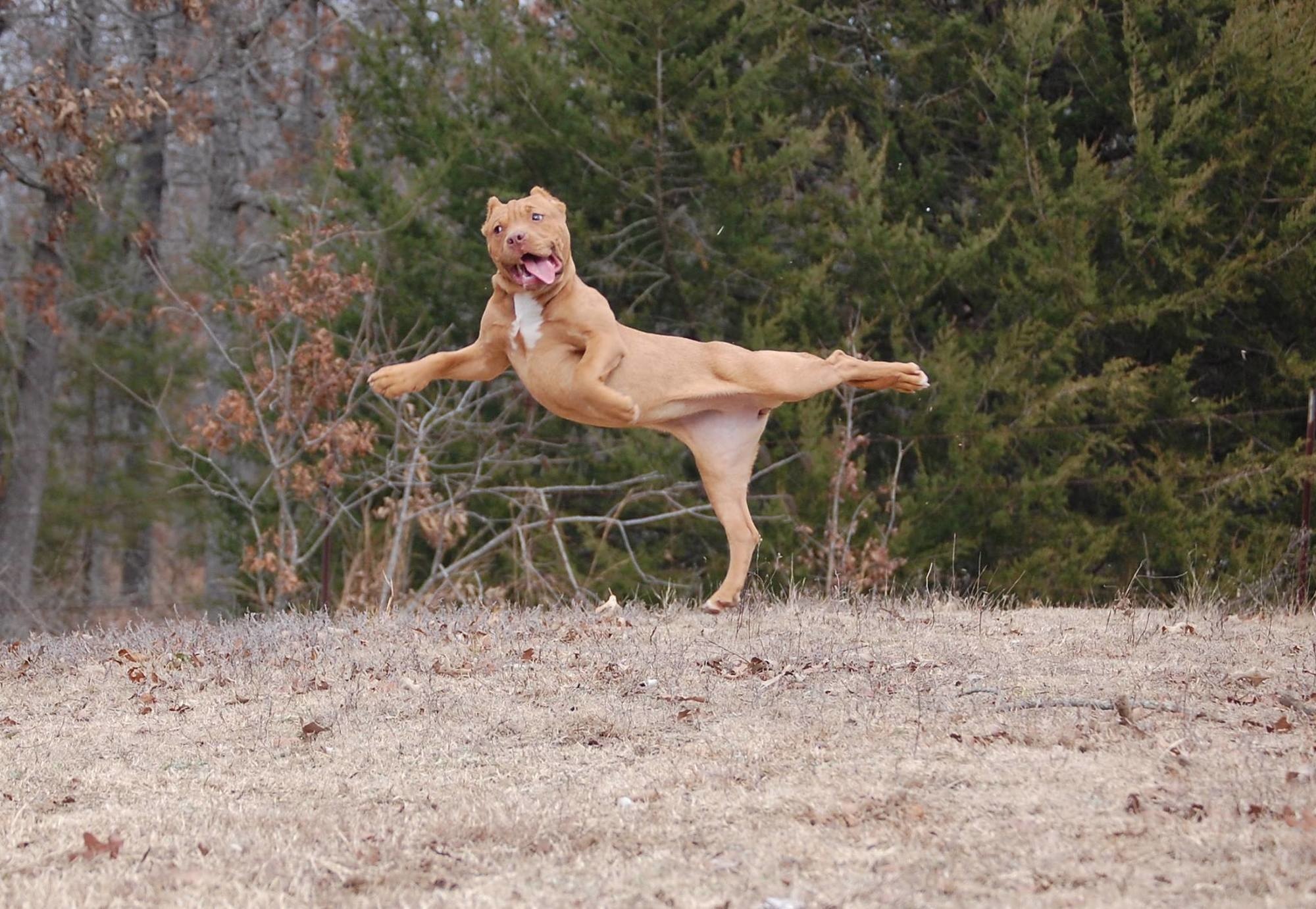 The dog who is an accomplished yogi.