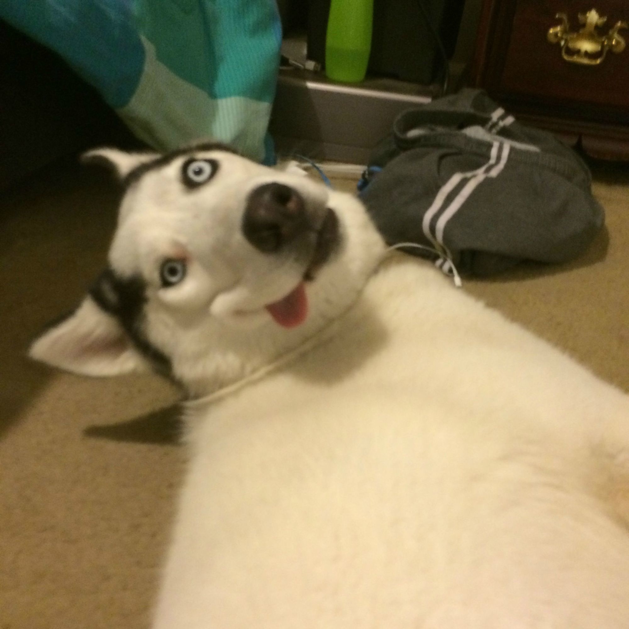 The dog who doesn't understand why you must brush her.