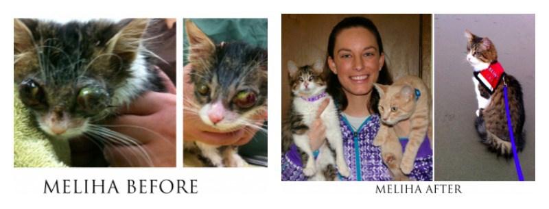 10 Before-And-After Photos of Rescued Animals That Will Make You Cry