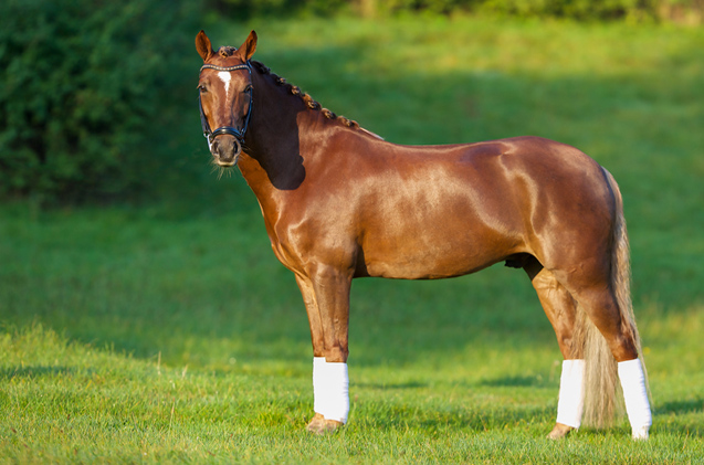 Image result for american quarter horse