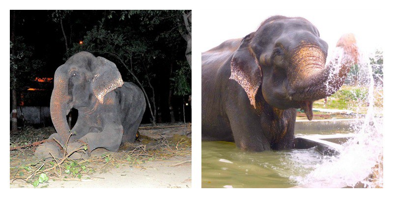 10 Before-And-After Photos of Rescued Animals That Will Make You Cry