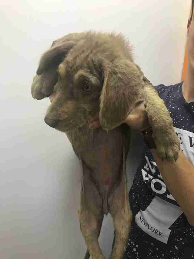 Woman holding one of the puppies