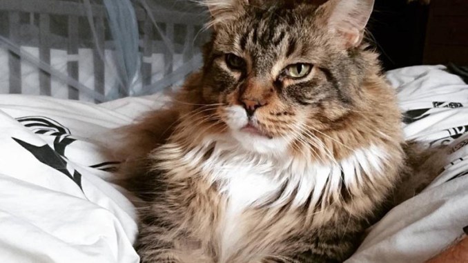 Image result for maine coon ludo