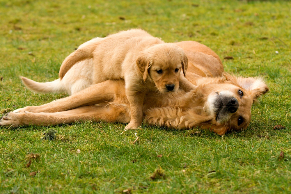 this-dog-was-sad-after-she-lost-her-babies-but-someone-unexpected-came