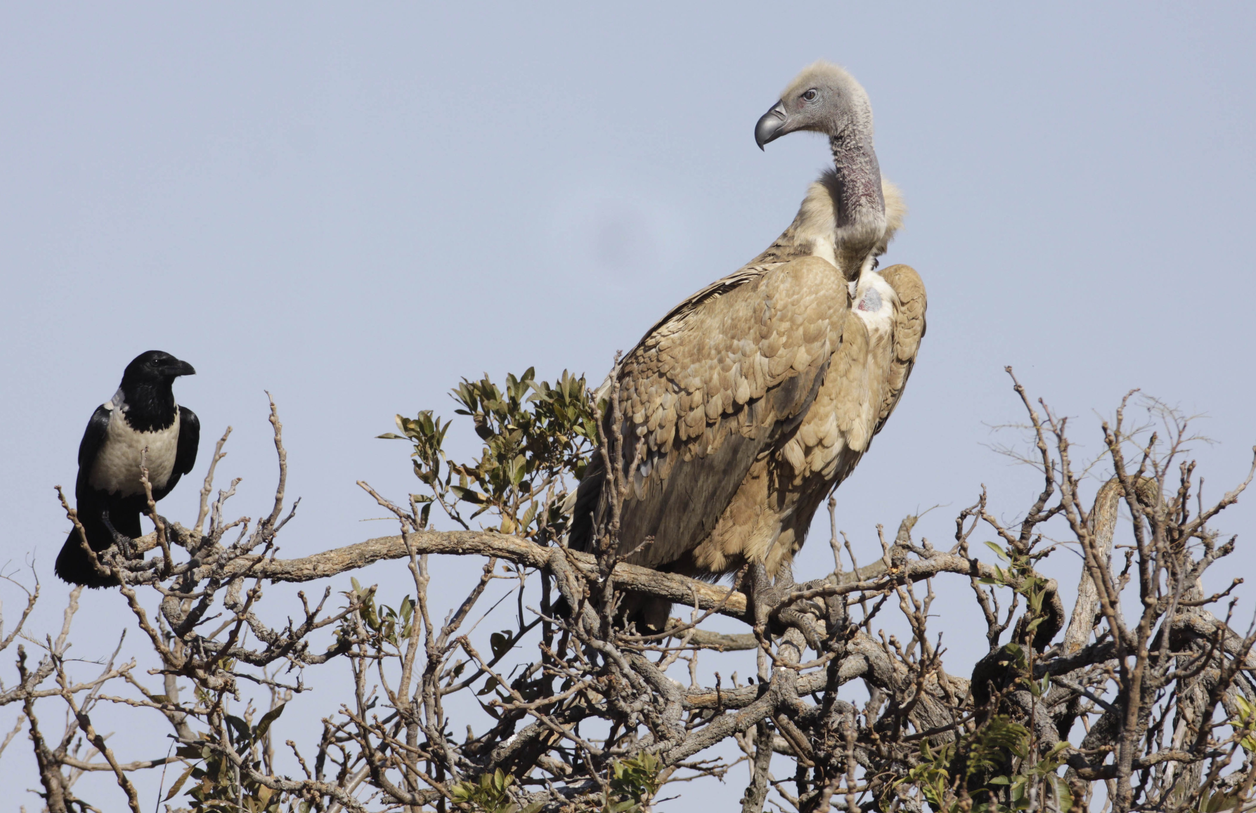 Image result for pup vultures