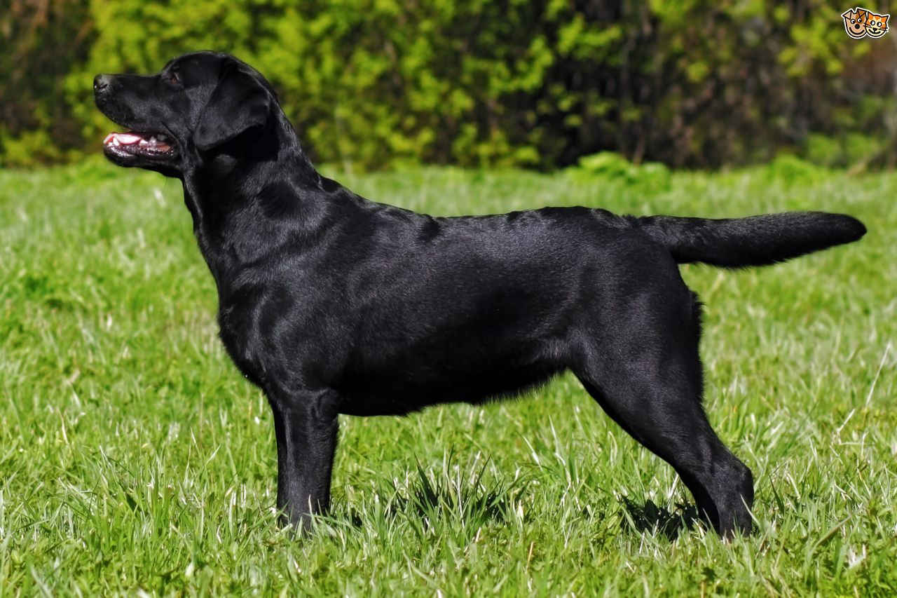 Image result for black labrador