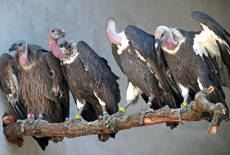 Image result for vultures