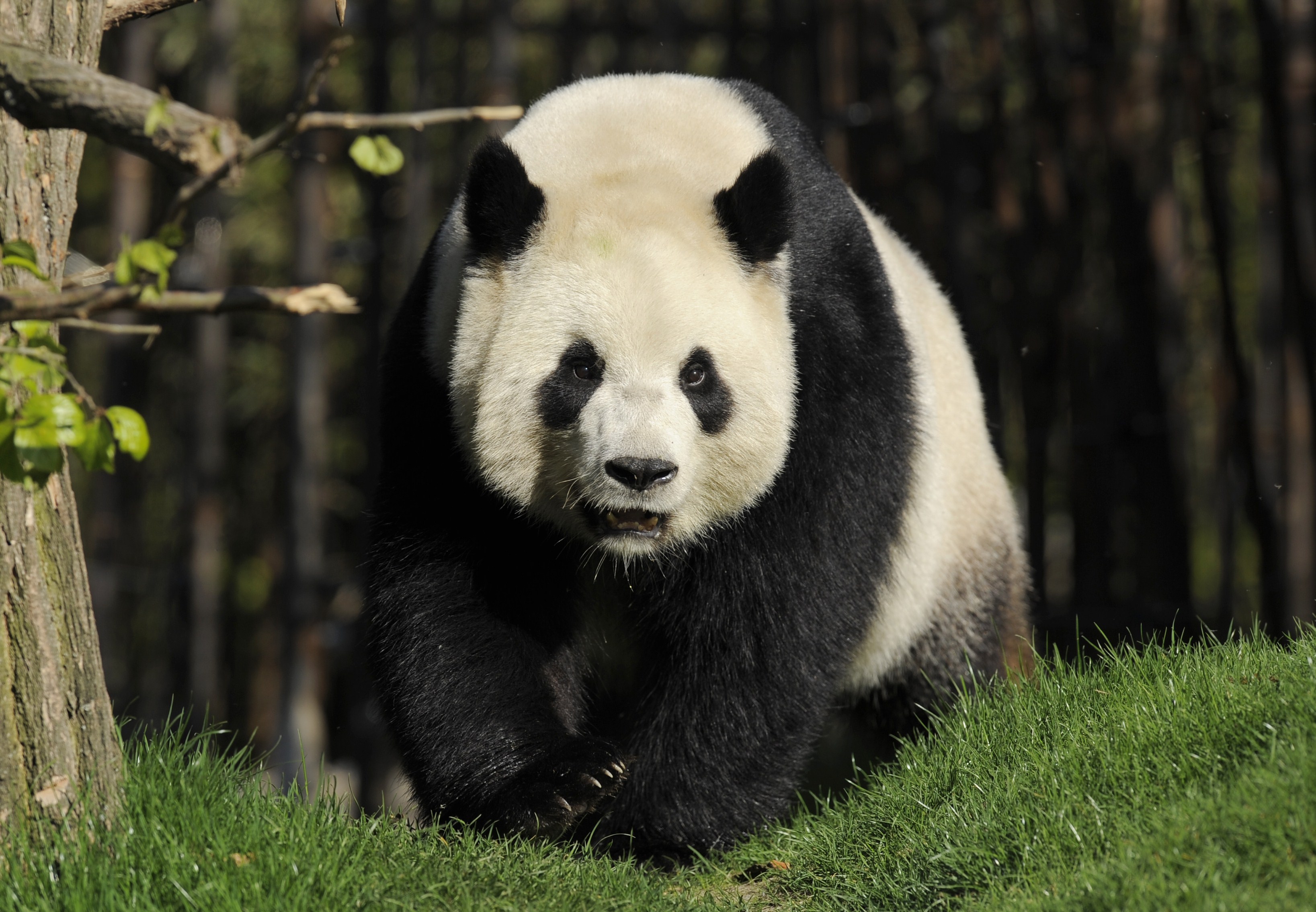 Find Out Why This Giant Panda Giving Birth Left The Zookeepers So