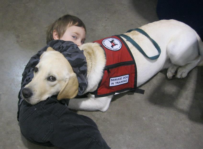 This Black Labrador Flunks Cia Bomb Sniffing Training Because Of