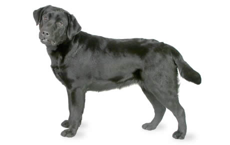 Image result for black labrador