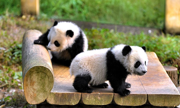Image result for pandas