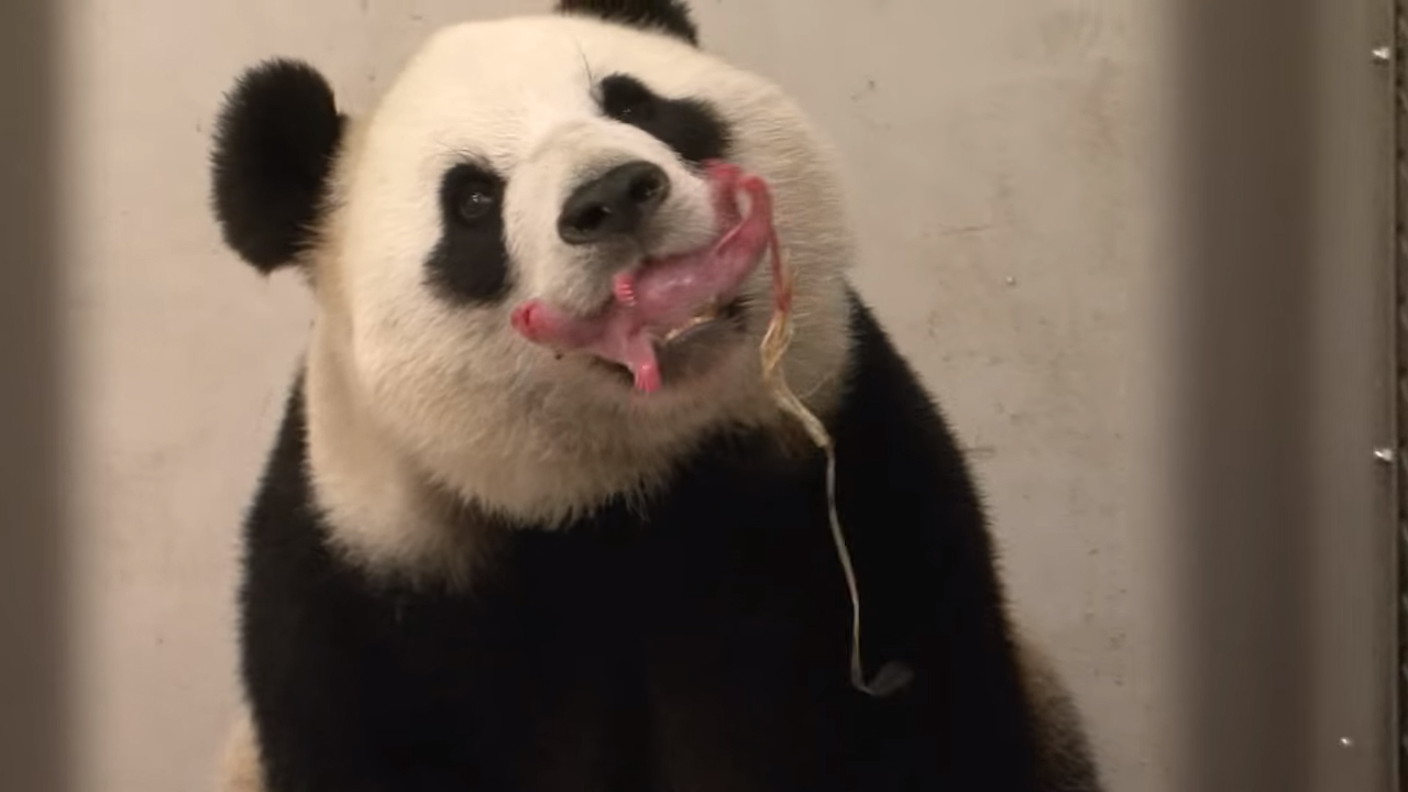 Rarest and Lovely Footage of A Panda Giving Birth Is Just The Adorable