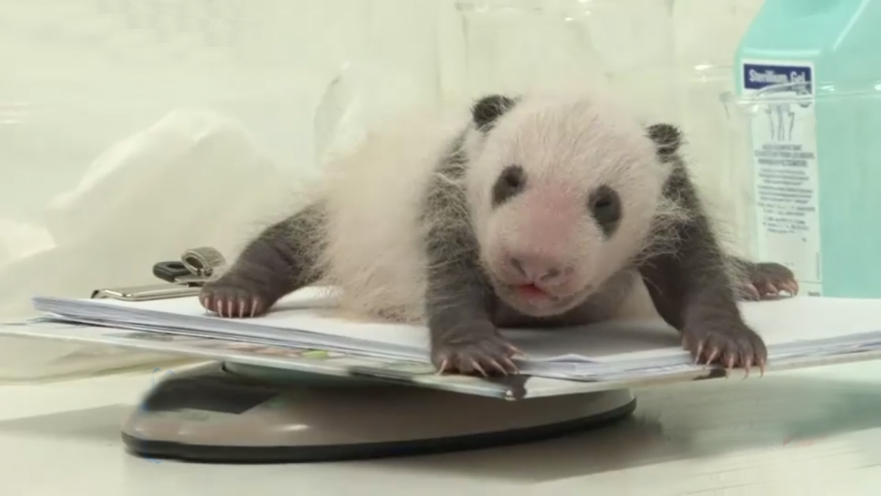 Find Out Why This Giant Panda Giving Birth Left The Zookeepers So