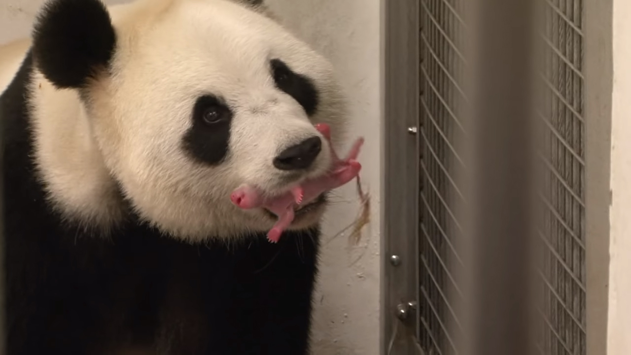 Find Out Why This Giant Panda Giving Birth Left The Zookeepers So