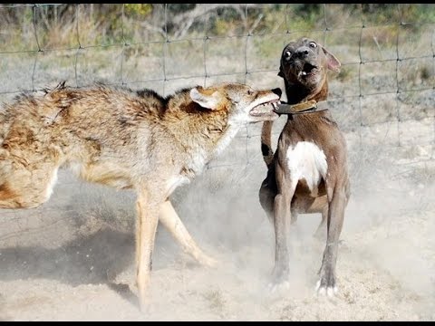 coyotes newsd strangers