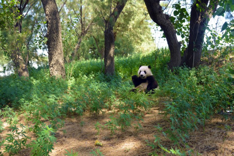 A panda in a forest