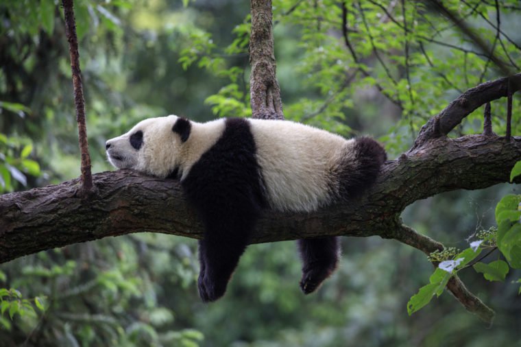 Panda Bear Sleeping on a Tree Branch, China Wildlife. Bifengxia nature reserve, Sichuan Province.