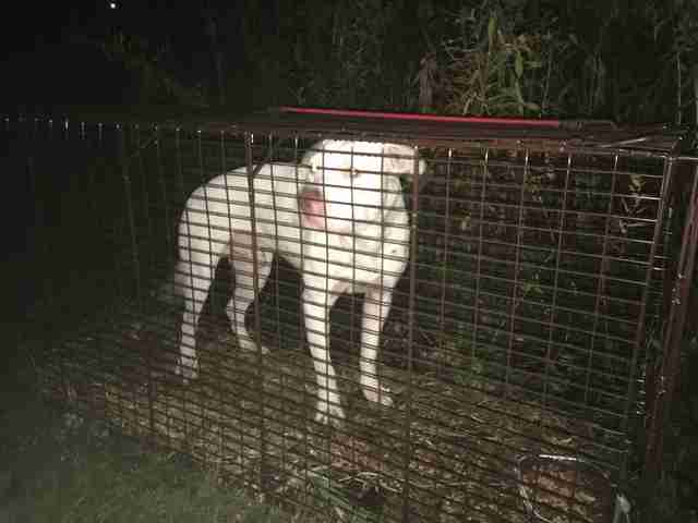 Dog integrated into coyote pack trapped by rescuer