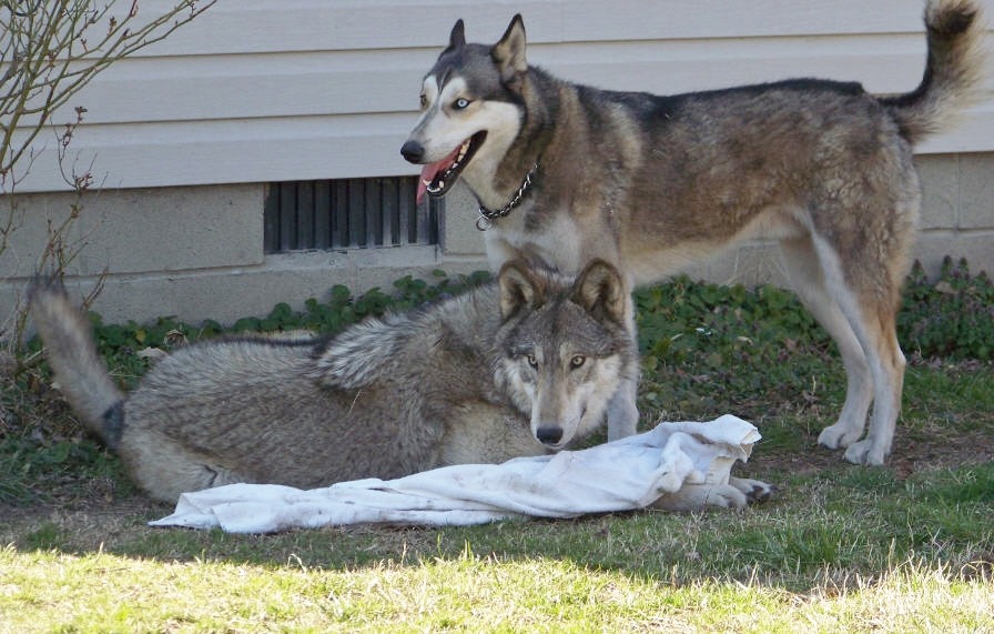 Image result for wolf dog couple