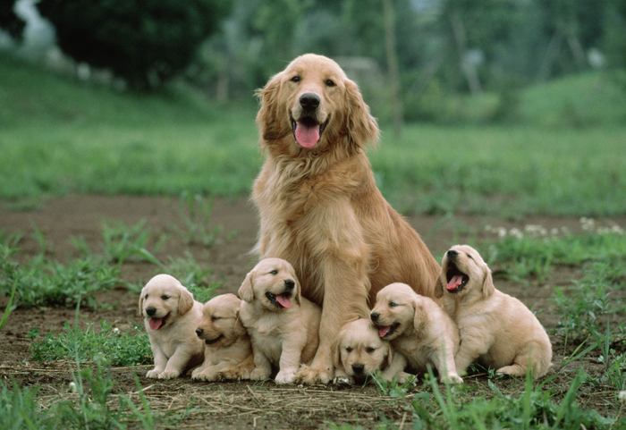 Image result for pups with mother