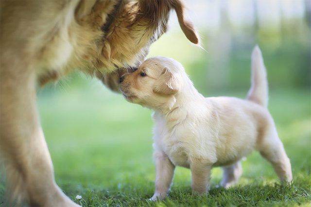 Image result for pups with mother