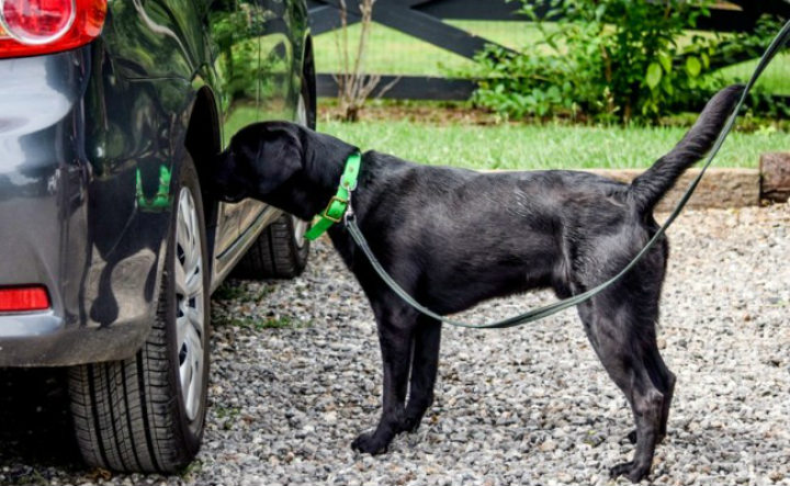 Labrador Retriever 