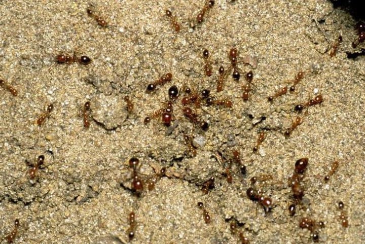 amazon jungle - fire ants