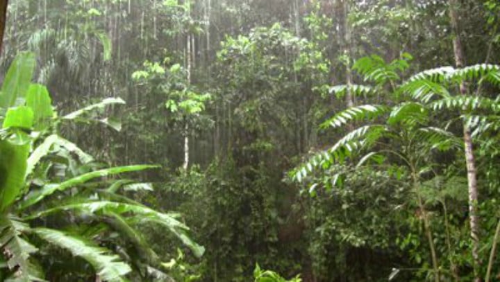 amazon jungle - rain