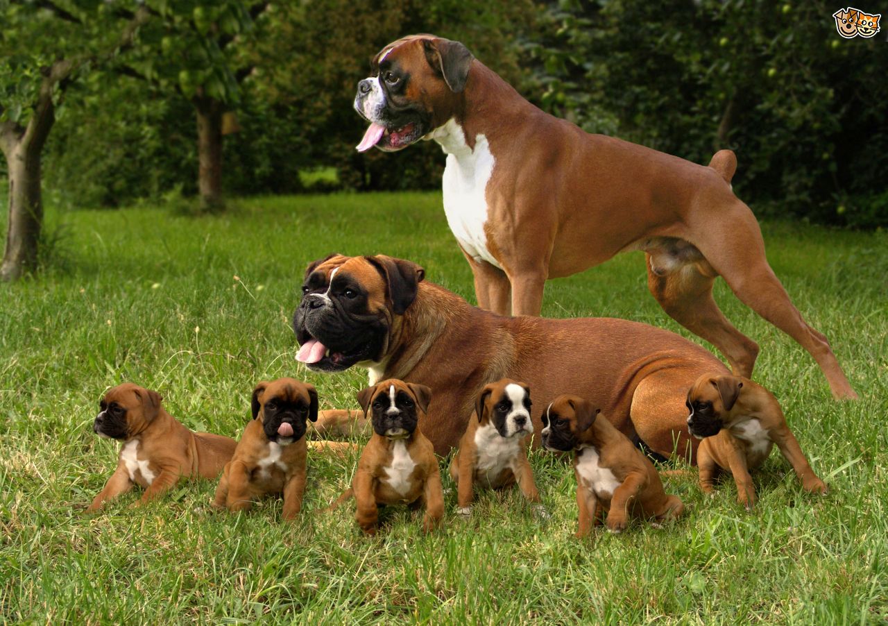 Image result for boxer dog