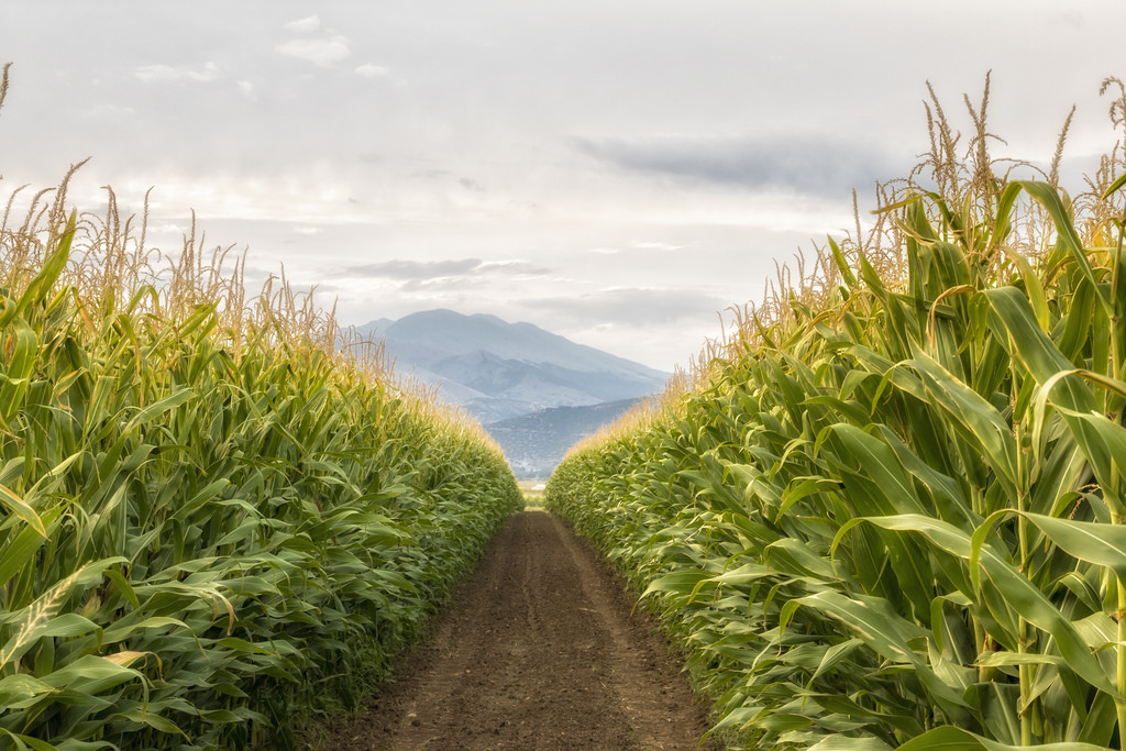 Image result for corn field